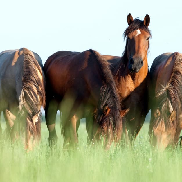 Four horses in a field.
