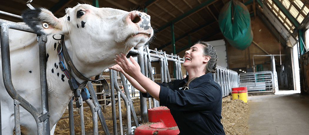 a person smiling, petting a cow in a barn