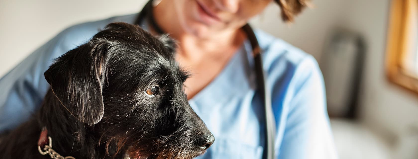 Dog with a female vet in the background.