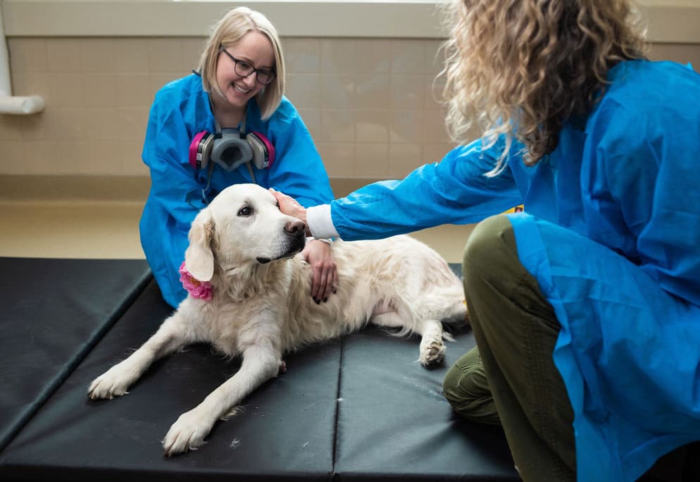 Dog Being Examined