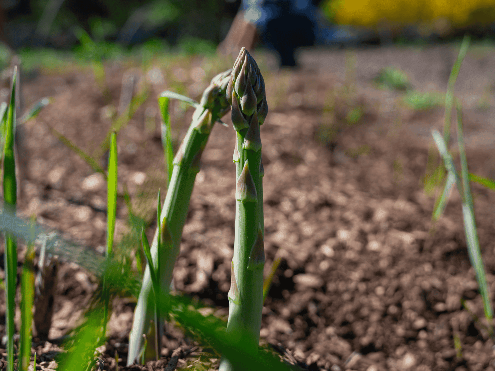 Millenium asparagus