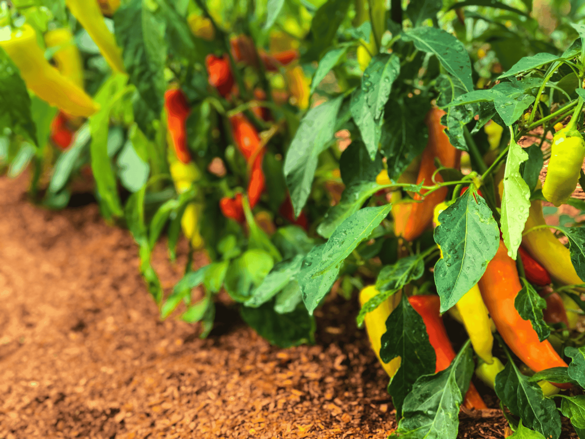 peppers