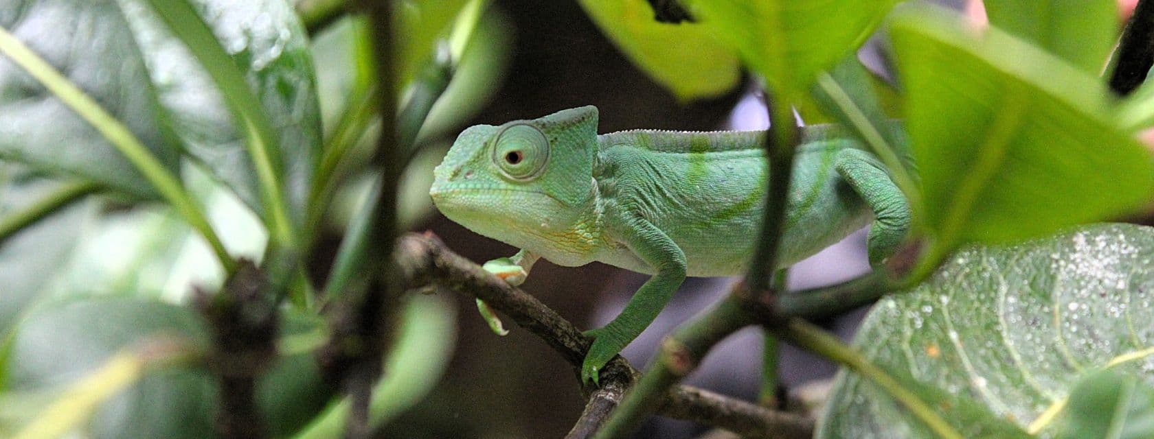 gecko