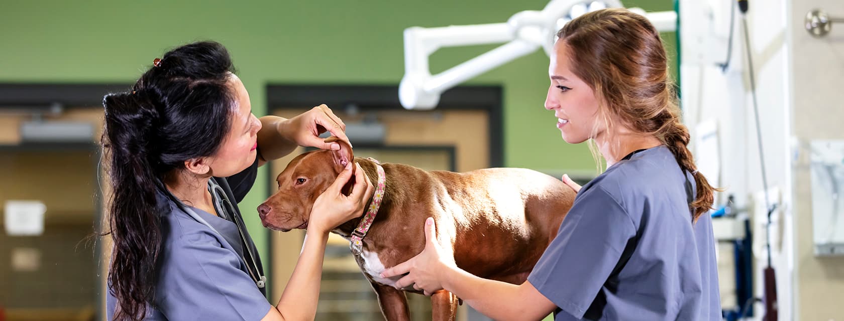 Two female registered veterinary technicians examining a dog.